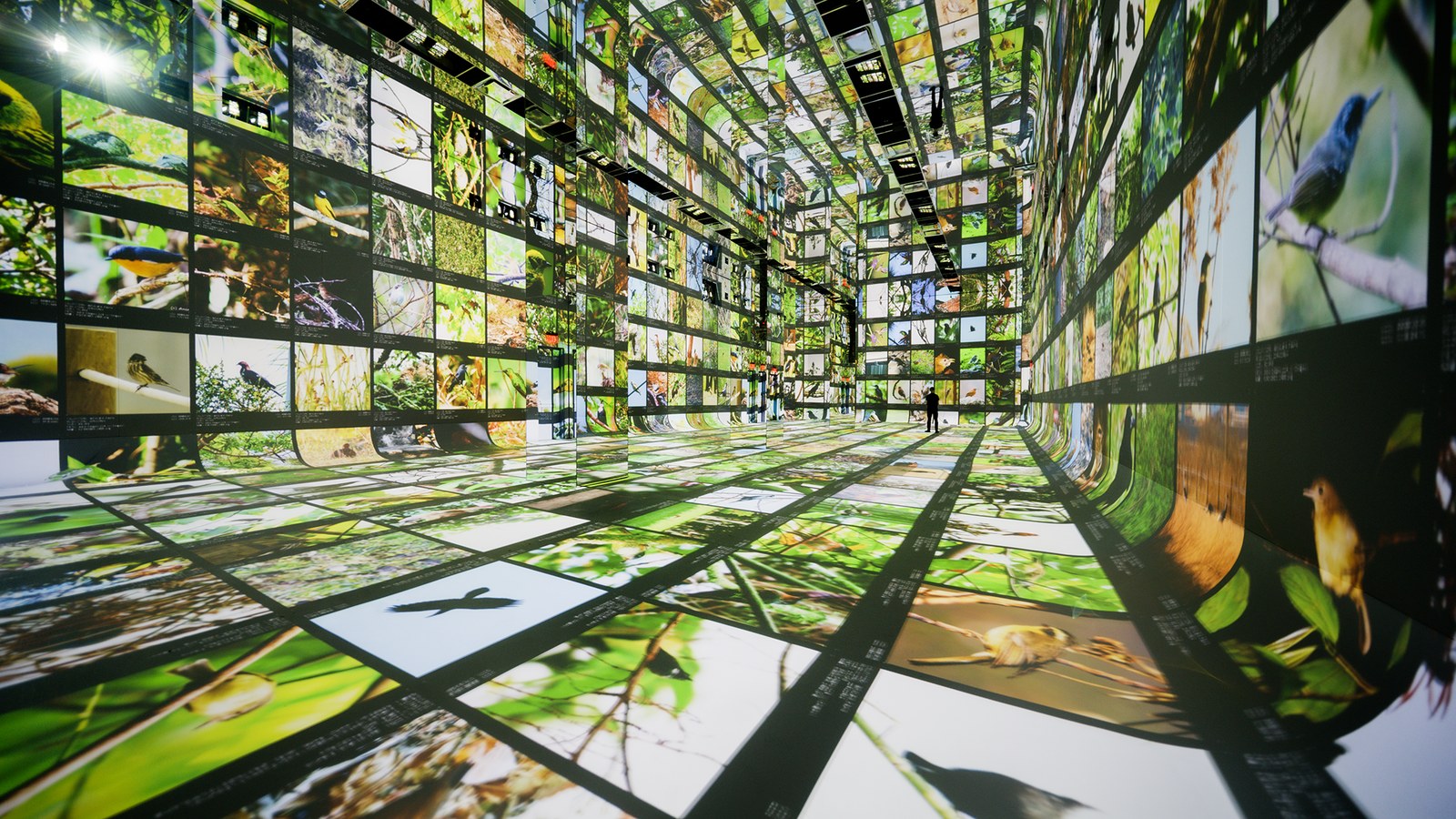 DATALAND의 Data Pavilion 전시 공간, 자연 데이터 이미지가 벽과 바닥을 채운 모습
